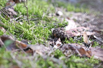 Green fresh spring in the forest