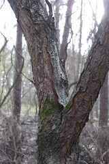 Obraz premium Green fresh spring in the forest