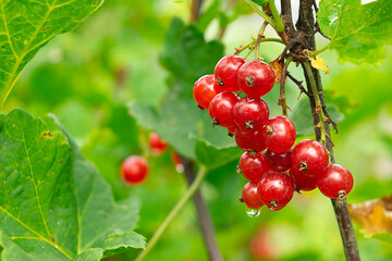 Close-up ripe red currants, Ribes rubrum in homemade garden. Fresh bunch of natural fruit growing on branch on farm. Organic farming, healthy food, nature concept.