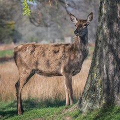 Molting deer in the springtime