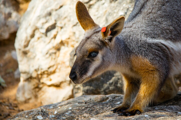 Canguru solto na natureza perto de Adelaide, Australia
