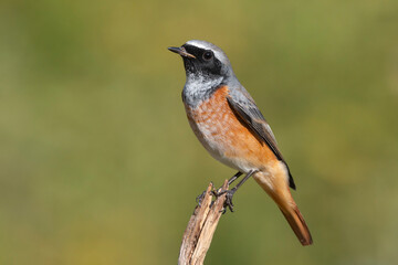 Common Redstart (Phoenicurus phoenicurus) in its natural habitat.