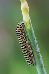 Close-up colorful caterpillar of papilio machaon, the Old World swallowtail, eating fennel stalk on green backgroud in garten in summer.