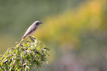 Common Redstart (Phoenicurus phoenicurus) in its natural habitat.