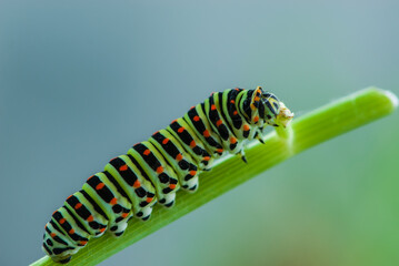 Close-up colorful caterpillar of papilio machaon, the Old World swallowtail, eating fennel stalk on...