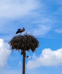migratory storks returning to their nests in spring, stork nest and a stork standing in the nest with its calf,
