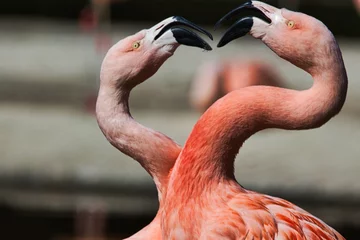 Gardinen Flamingos © Prieshof PixEL