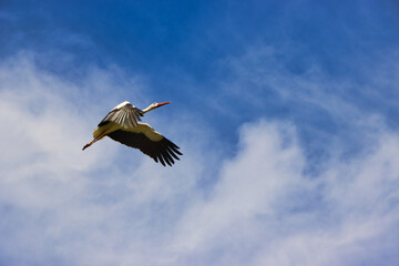 Fliegender Storch (Weißstorch)
