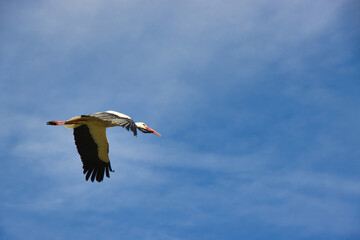 Fliegender Storch (Weißstorch)