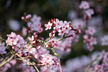 Obraz premium Cherry Plum Blossom in Spring
