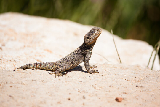 Agama lizard stellagama stellio on the sand