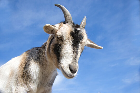 Ziege 