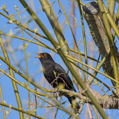 un merlo a primavera
