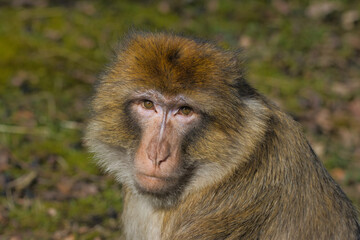 Traurig wirkender Berberaffe, der in die Kamera blickt. Aufnahme aus dem Affenwald in Rheine/ Nordrhein-Westfalen
