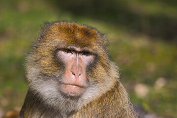Berber-Affe