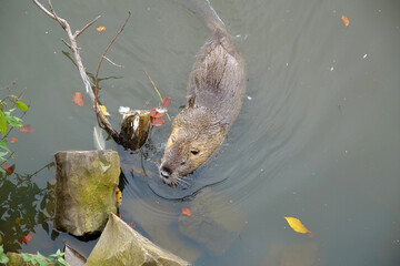 Coypu swims in the pond