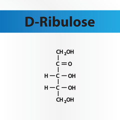 Straight chain form chemical structure of D-Ribulose sugar. Scientific vector illustration on white and blue background.