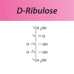 Straight chain form chemical structure of D-Ribulose sugar. Scientific vector illustration on white and pink background, carbon numbering.