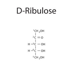 Straight chain form chemical structure of D-Ribulose sugar. Scientific vector illustration on white background, with carbon numbering.
