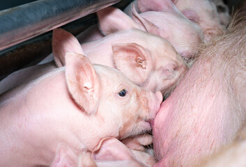 Nahaufnahme von einem Wurf Saugferkel, die von ihrer Mutter ges&auml;ugt werden. 