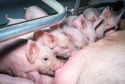 Nahaufnahme von einem Wurf Saugferkel, an den Ges&auml;uge ihrer Mutter.