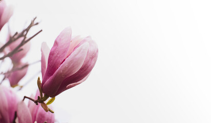 Blooming pink magnolia (Magnolia liliflora) on a white background close-up, soft selective focus, copy space. Floral spring background, banner