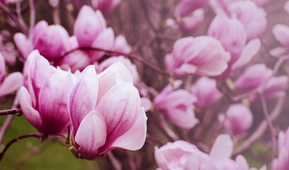 Blooming pink magnolia (Magnolia liliflora) close-up, soft selective focus. Floral spring background