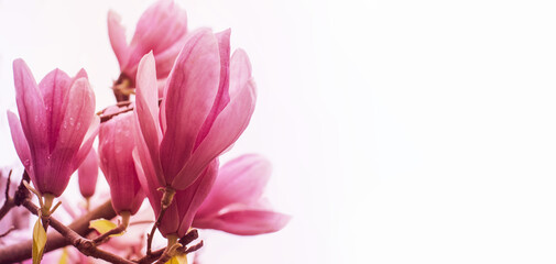 Obraz na płótnie Canvas Blooming pink magnolia (Magnolia liliflora) on a white background close-up, soft selective focus, copy space. Floral spring background, banner