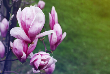Obraz na płótnie Canvas Blooming pink magnolia (Magnolia liliflora) close-up, soft selective focus. Floral spring background