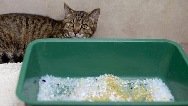 cat litter with silica crystals in bathroom and angry cat kitty is walking around dirty with pee box.upset tabby cat sitting in corner owner pouring the crystals or taking wet particles with spatula