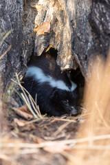 zorrino en su cueva © kj