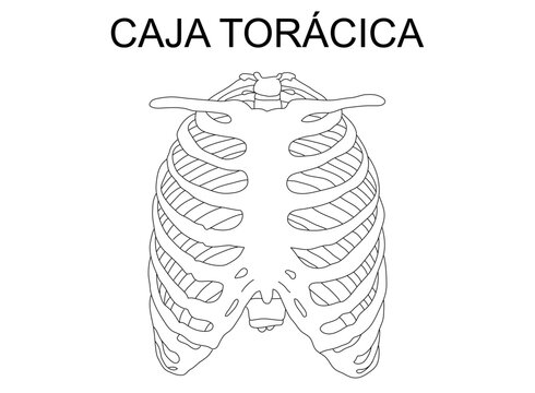 Rib cage, scheme of the bones of the thorax, silhouette,