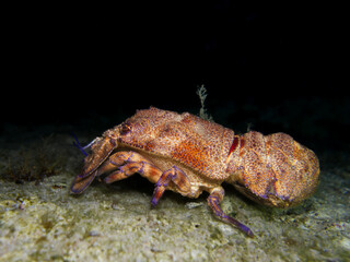 Mediterranean slipper lobster from Cyprus, Mediterranean Sea 