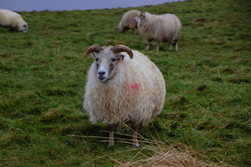 Iceland sheep