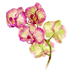 Hand drawn botanical watercolor illustration of phalaenopsis orchid flower isolated on white background.