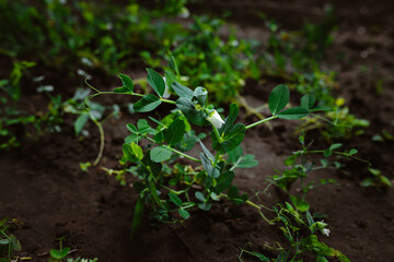 Flowering bush of green peas in the garden