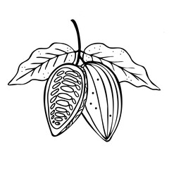 Cocoa. Hand drawn sketch Cocoa beans, leaves sketch and Cocoa tree. Organic product. Doodle sketch for café, shop, menu. Plant parts. For label, logo, emblem, symbol.