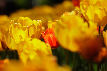 soft focus, field of yellow blooming tulip flowers. grow plants in park in meadow for sale. bouquet of exquisite spring buds. gift for birthday or mother's day on March 8, florist and decorator