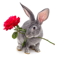 Rabbit holding a rose in his mouth.