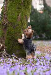 dog in crocus flowers. Pet in nature outdoors. Yorkshire Terrier put its paws on the tree. Animal in spring 