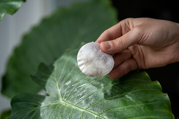 Man hands wiping dust from Alocasia leaves, taking care of houseplant using wet cotton pad, moisturizes during heating period, selective focus, closeup. Dust in apartment, 