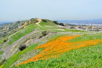 Fototapeta na wymiar California Poppy Superbloom Santiago Oaks Regional Park Orange County