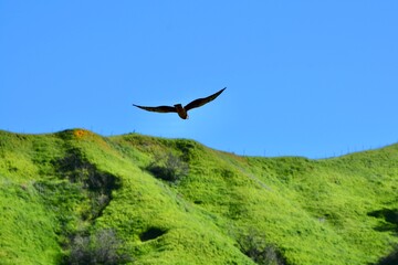 Chino Hills State Park California Bird Hawk