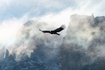 Condor en vuelo con nubes