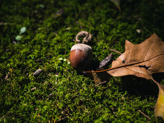 Acorn on the ground