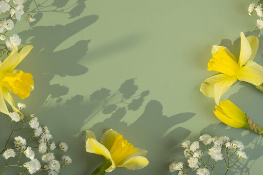 Spring flowers daffodils and gipsofila flat lay frame composition on green background with copy space, top view