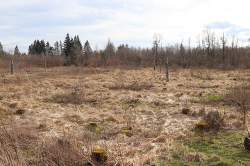 Schwarzes Moor in der Rhön.