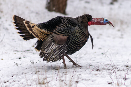 Wild turkey in the snow