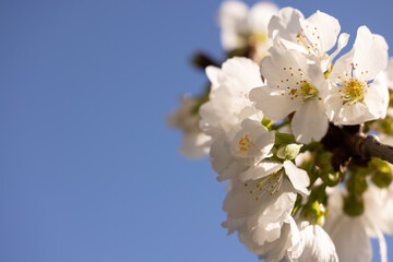 fleurs blanche de cerisier avec en arrière plan un beau ciel bleu de printemps