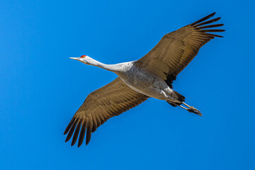 Sandhill Crane (Antigone canadensis) in Flight